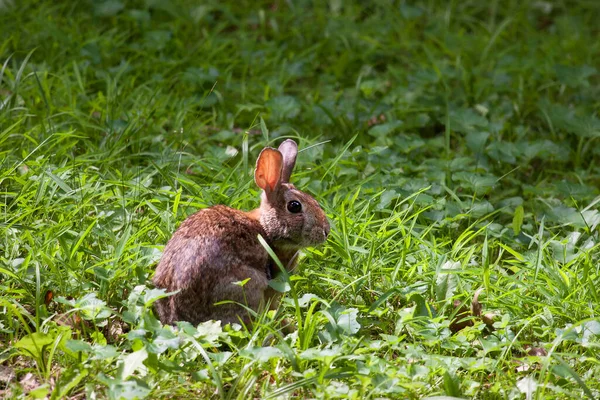草の中の可愛いウサギ — ストック写真