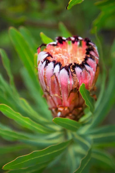Nahaufnahme Blühender Nadelkissen Protea — Stockfoto