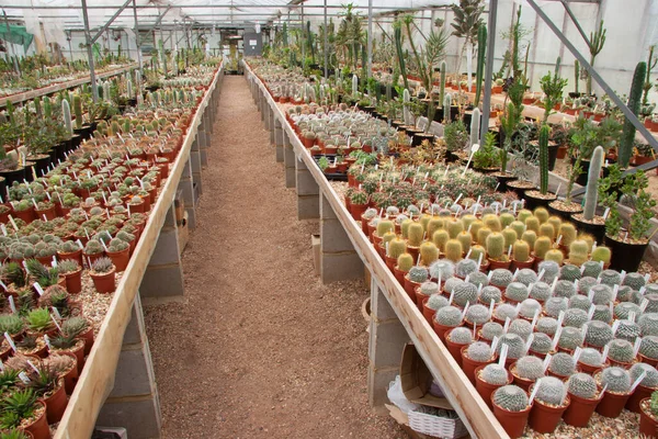 Serada sıralanmış yeşil kaktüsler.