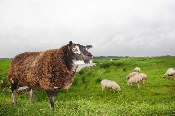 Blick Auf Grasende Schafe Auf Dem Feld — Stockfoto