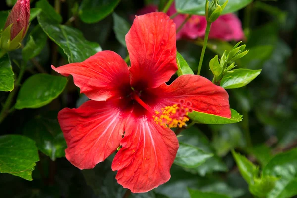 Vista Close Uma Flor Rosa Hibiscus China — Fotografia de Stock