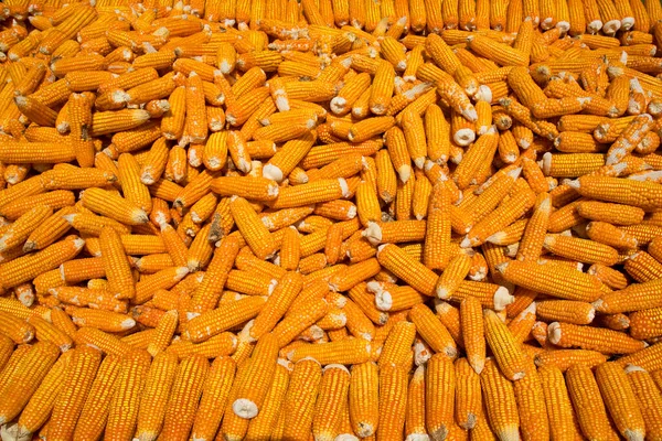 Kurumak için güneşte yatan mısırlar ve tarladan toplanan taze mahsuller.