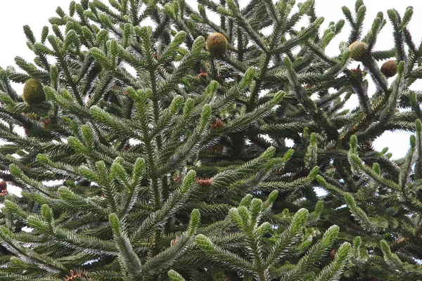 植物特写 天然壁纸 — 图库照片