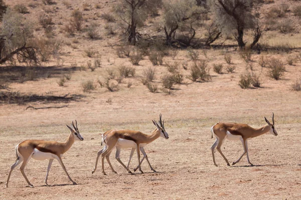 Springbok Antidorcas Marsupialis Spacery Wypas Suchych Łąkach Pustyni — Zdjęcie stockowe