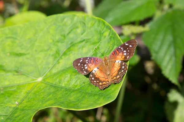 Close Shot Butterfly Sitting Green Foliage — Stock Photo, Image