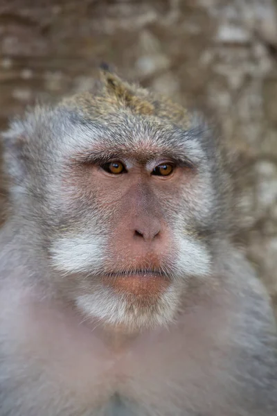 Comer Cangrejo Macaco Cola Larga Macaca Fascicularis Relajado Observando Zona — Foto de Stock