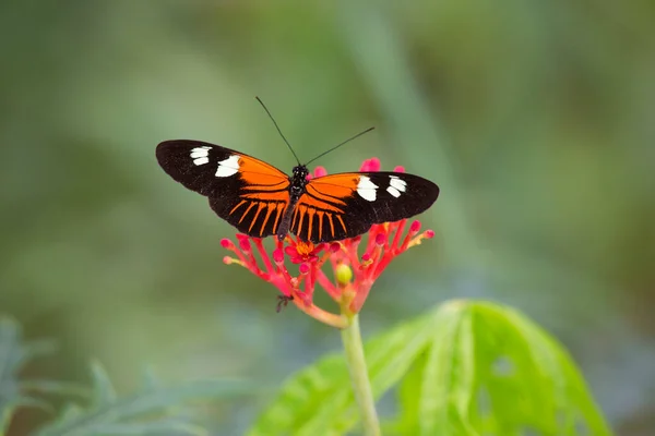 Doris Papillon Ailes Longues Laparus Doris Macro — Photo