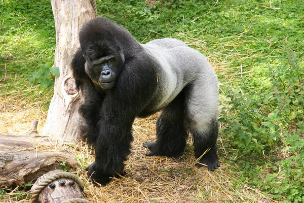 Gorilla Sommer Zoo — Stockfoto