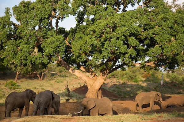 Grande Famille Éléphants Savane Africaine Marchant Partir Trou Eau Asséché — Photo