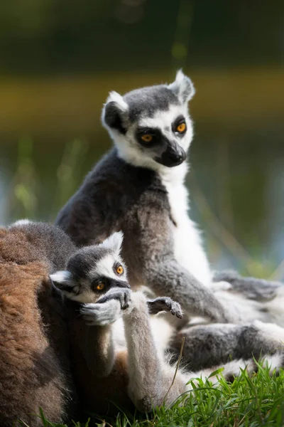 Vista Anello Coda Lemure Catta — Foto Stock