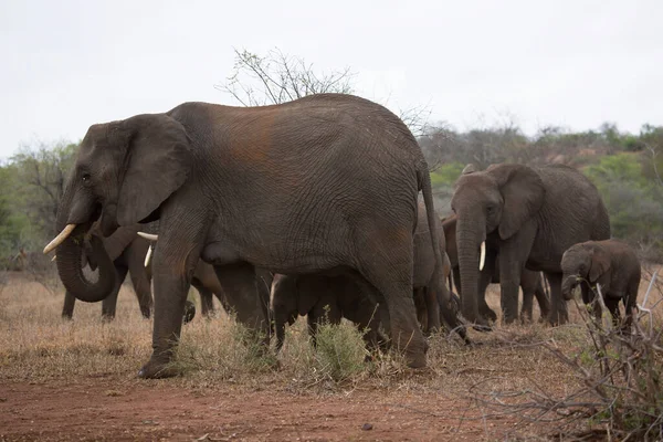 Éléphants Brousse Africains Dans Savane — Photo