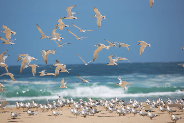 a flock of greater crested terns