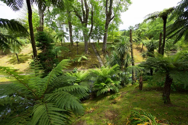 Belle Vue Sur Forêt — Photo