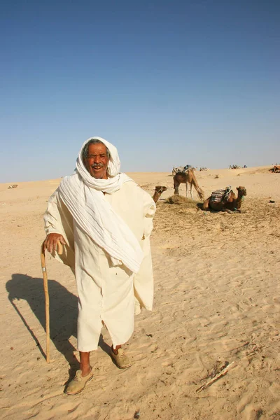 Senior Man Desert Camels — Stock Photo, Image