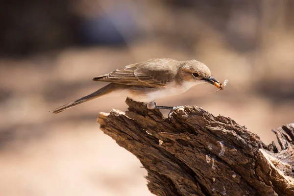 Marico Oder Mariqua Fliegenschnäpper Melaenornis Mariquensis — Stockfoto