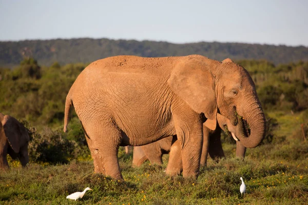 Family Herd African Savanna Elephants Grazing Grass Field Yellow Wild — Stock Photo, Image