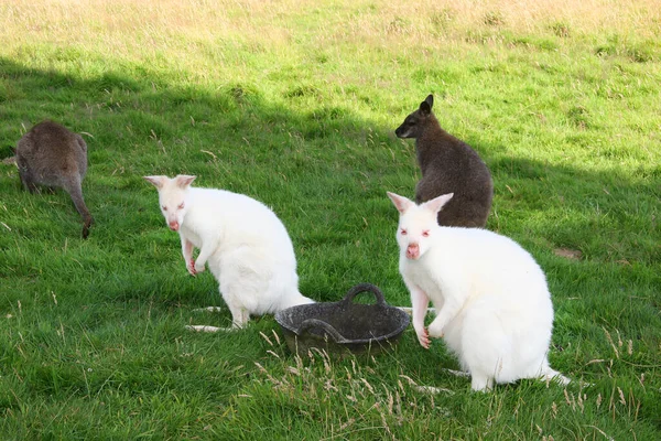 Uitzicht Kangoeroe Dieren Weide — Stockfoto