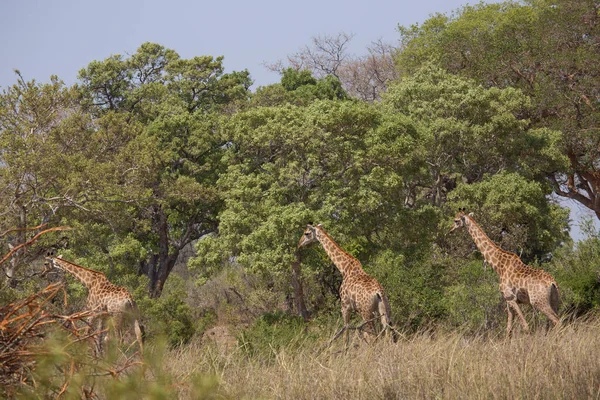 Kilátás Zsiráf Vadon Élő Állatok Afrika — Stock Fotó