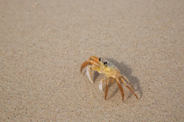 Atlantik hayalet yengeci, Ocypode dörtlüsü alçak gelgitte sahilde yanlamasına yürüyor