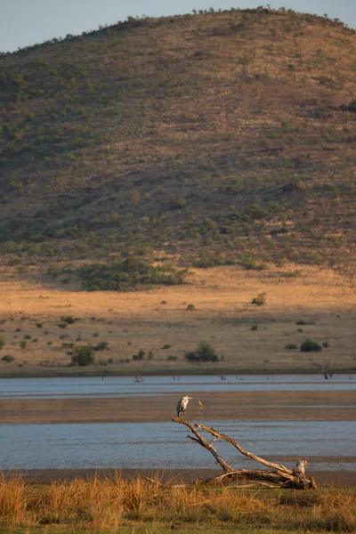 View Large Bird — Stock Photo, Image