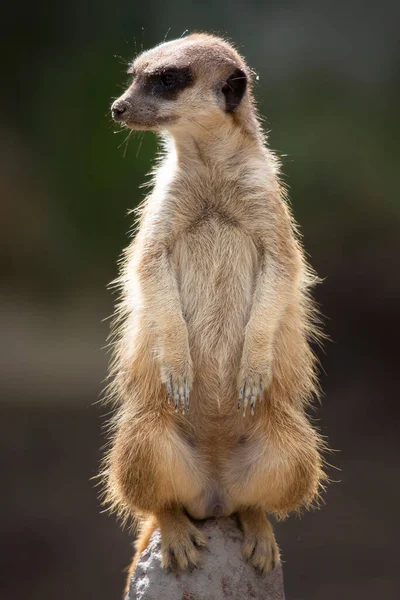 Meerkatは自然の中で座っています — ストック写真