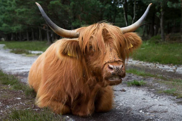 Scottish Highland Cows Στις Κάτω Χώρες — Φωτογραφία Αρχείου