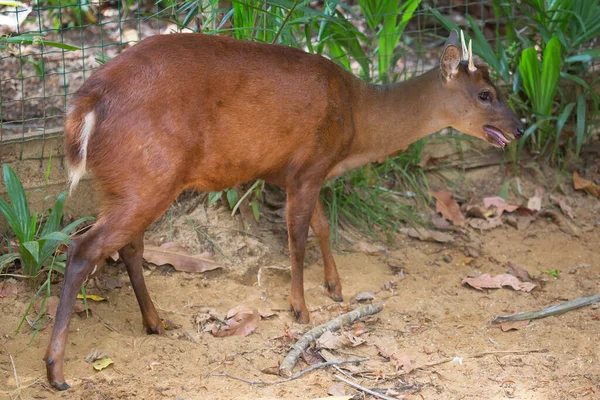 Red Brocket Mazama Americana Walking Rounds Fence Stock Photo by ©DirkM