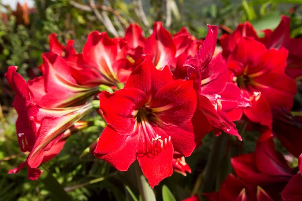 Bahçenin Güzel Kırmızı Çiçekleri — Stok fotoğraf
