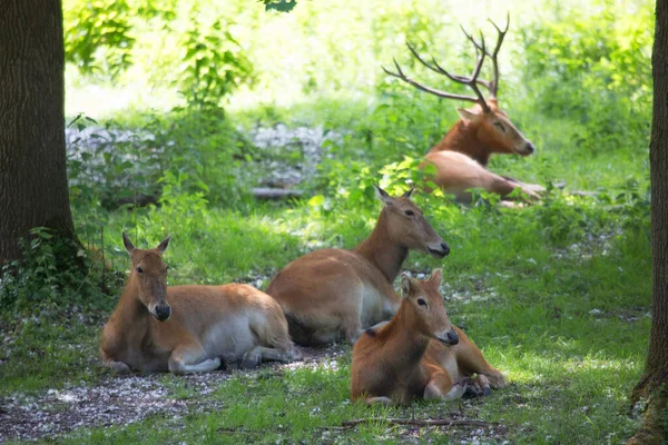 Eine Gruppe Junger Süßer Hirsche Wald — Stockfoto