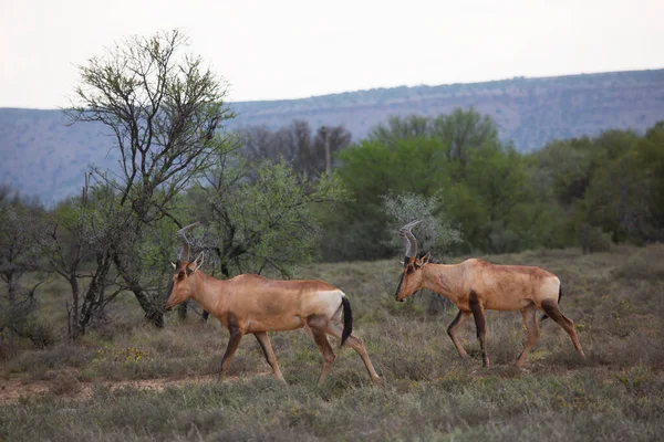 Uitzicht Wilde Antilope Savanne — Stockfoto