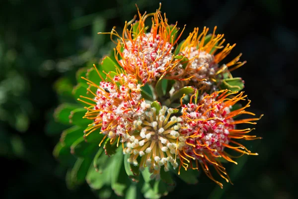 Close Protea Pincushion Floração — Fotografia de Stock