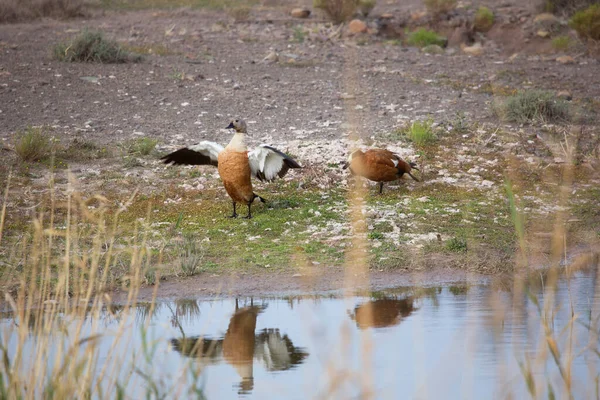 Egyptisk Gås Alopochen Aegyptiaca — Stockfoto