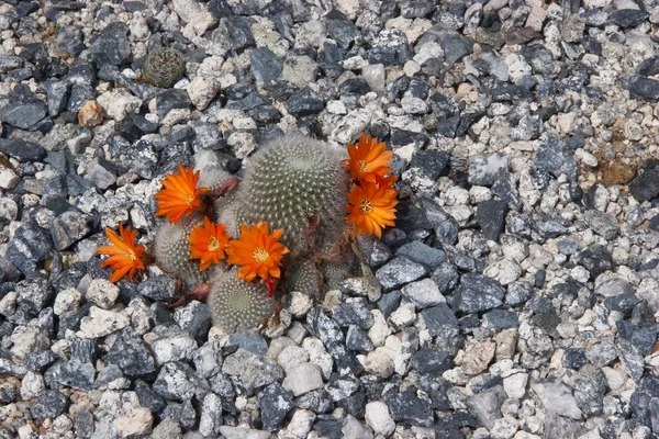 Bellissimi Fiori Freschi Vista Naturale — Foto Stock