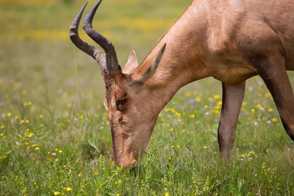 Uitzicht Wilde Antilope Savanne — Stockfoto