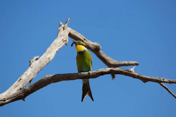 Merops Hirundineus — 스톡 사진