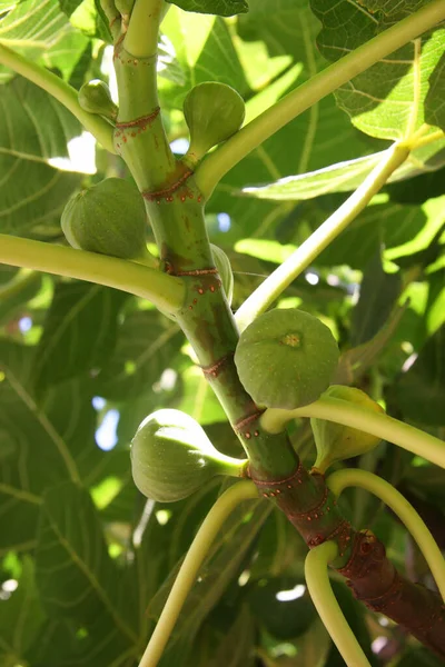 Grüne Feigen Baum Aus Nächster Nähe — Stockfoto