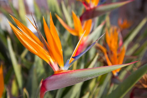 Schöne Strelitzia Blumen Garten — Stockfoto