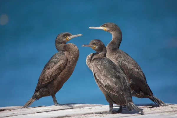 Cape Cormorans Oiseaux Sur Toit Avec Eau Bleue Sur Fond — Photo