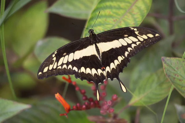 Bela Borboleta Sentado Flor — Fotografia de Stock