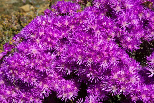 草地上盛开的美丽花朵 — 图库照片