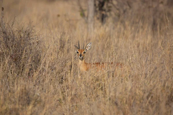 Whitetail Deer Buck Kruger National Park Botswana — Stock Photo, Image