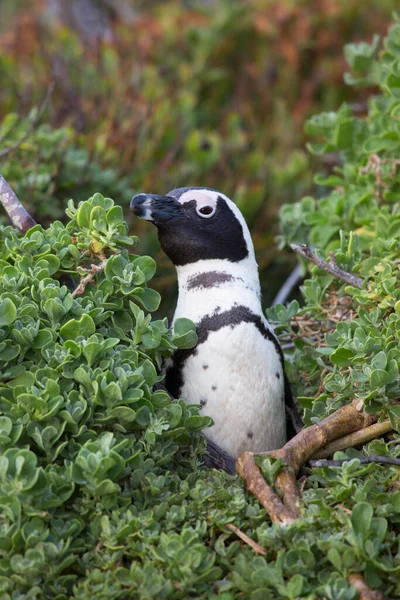 Пара Пингвинов Гнезде Короля Острова — стоковое фото