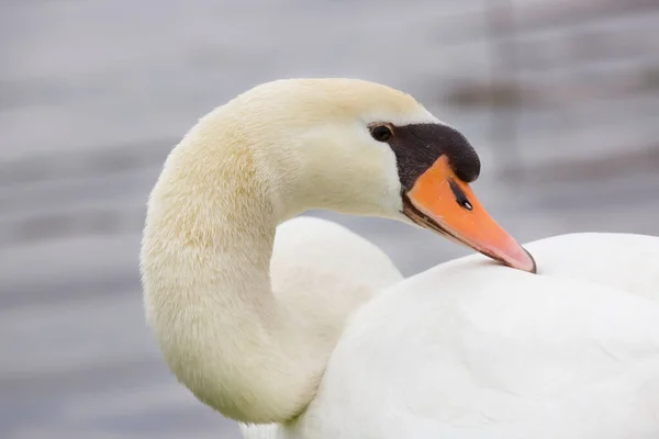 Witte Zwaan Het Meerwater — Stockfoto