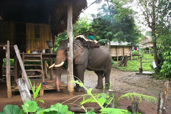 Filler üzerine geleneksel Tayland turu 