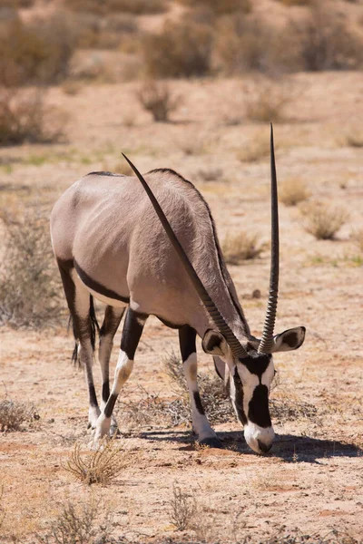 Herd Gemsbok South African Oryx Oryx Gazella Walking Grazing Dry — Stock Photo, Image