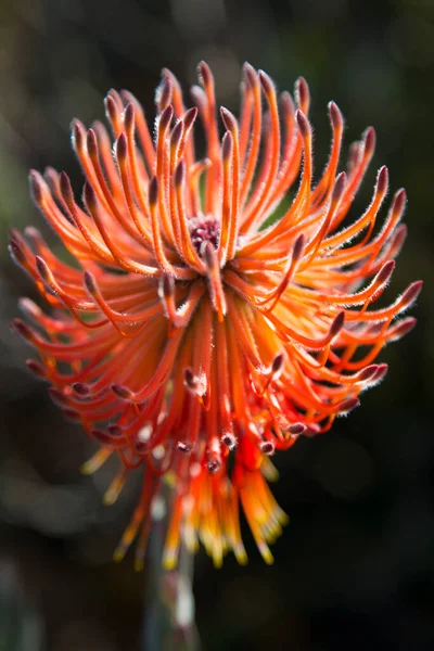 Крупный План Цветущей Булавки Protea — стоковое фото