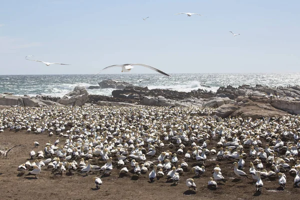 Gregge Uccelli Marini Habitat Naturale Spiaggia — Foto Stock