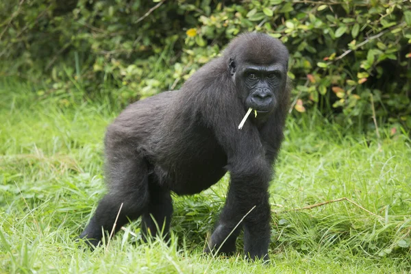 Gorilla Zoo Natürlicher Lebensraum — Stockfoto