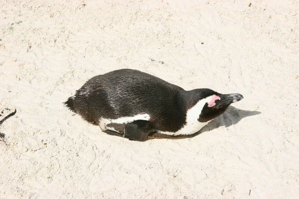 Schwarzer Und Weißer Pinguin Liegt Strand — Stockfoto