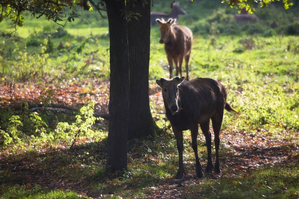 Jeune Cerf Brun Dans Forêt — Photo